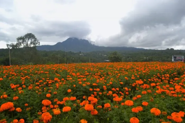 10 Tourist Destinations in Bedugul Bali Offering Natural and Cultural Experiences